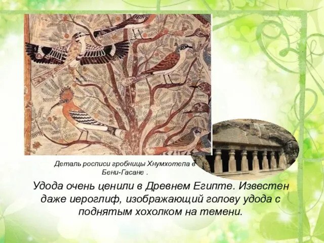 Деталь росписи гробницы Хнумхотепа в Бени-Гасане . Удода очень ценили в Древнем