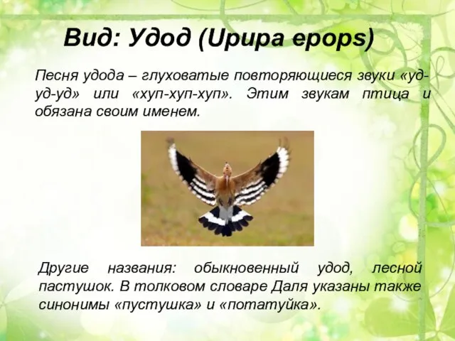 Песня удода – глуховатые повторяющиеся звуки «уд-уд-уд» или «хуп-хуп-хуп». Этим звукам птица