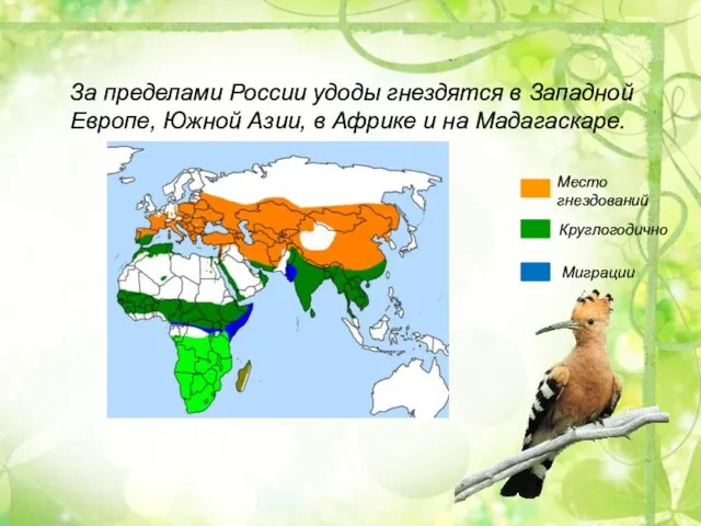 За пределами России удоды гнездятся в Западной Европе, Южной Азии, в Африке