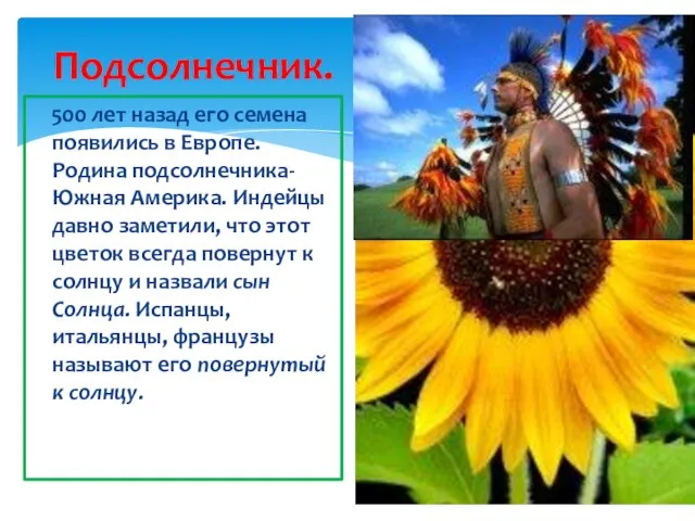 Подсолнечник. 500 лет назад его семена появились в Европе. Родина подсолнечника- Южная