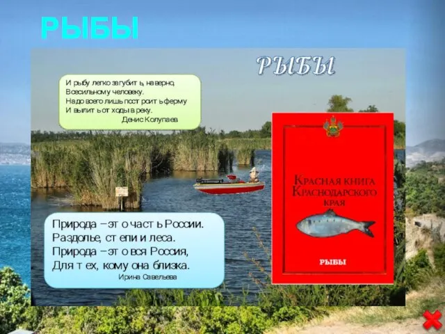 РЫБЫ