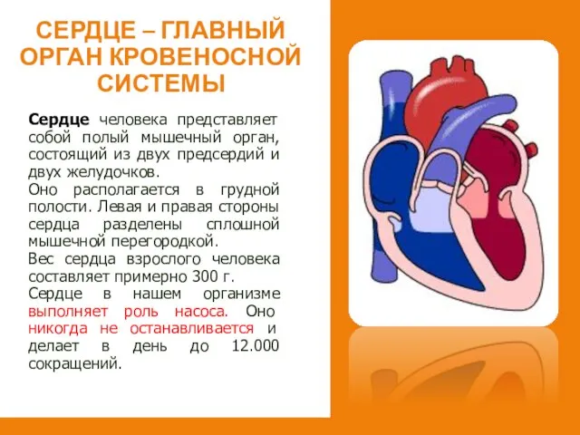 Сердце человека представляет собой полый мышечный орган, состоящий из двух предсердий и