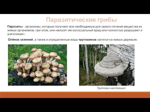 Паразитические грибы Паразиты - организмы, которые получают все необходимые для своего питания