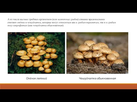 А из числа высших грибных организмов (или шляпочных грибов) самыми вредоносными считают