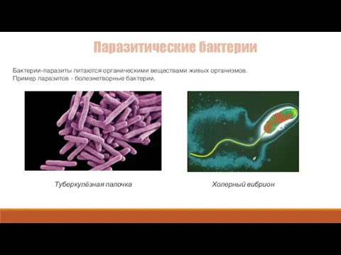 Паразитические бактерии Бактерии-паразиты питаются органическими веществами живых организмов. Пример паразитов - болезнетворные