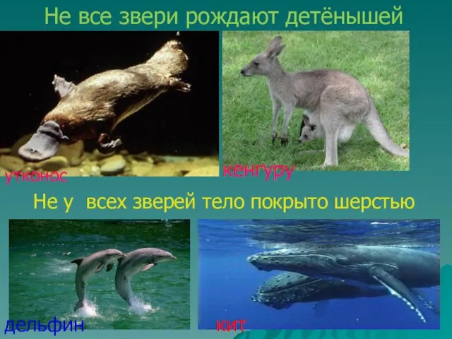 Не все звери рождают детёнышей утконос кенгуру Не у всех зверей тело покрыто шерстью дельфин кит