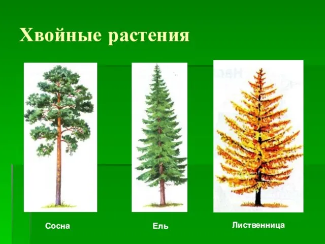 Хвойные растения Лиственница Сосна Ель