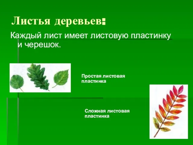 Листья деревьев: Каждый лист имеет листовую пластинку и черешок. Простая листовая пластинка Сложная листовая пластинка