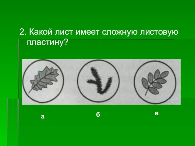 2. Какой лист имеет сложную листовую пластину? а б в