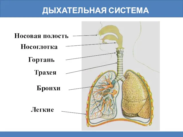 Дыхательная система Носоглотка Носовая полость Гортань Трахея Бронхи Легкие