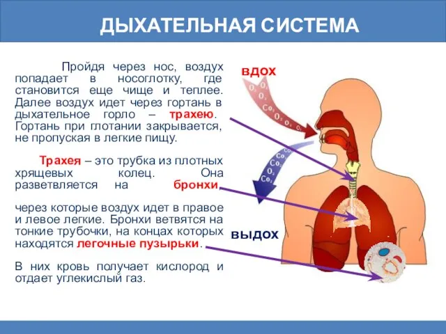 Дыхательная система Пройдя через нос, воздух попадает в носоглотку, где становится еще