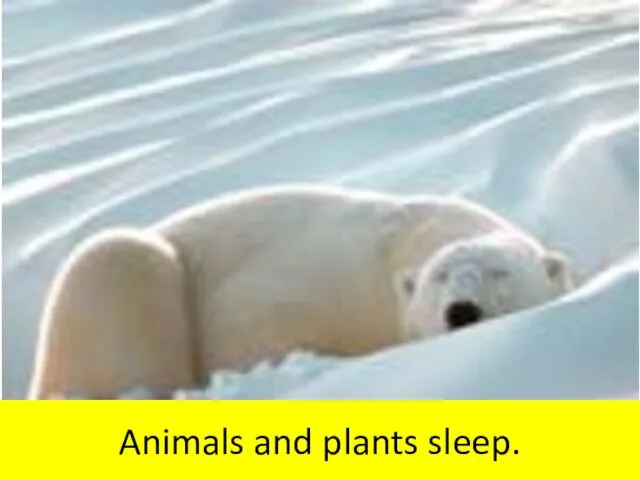 Animals and plants sleep.