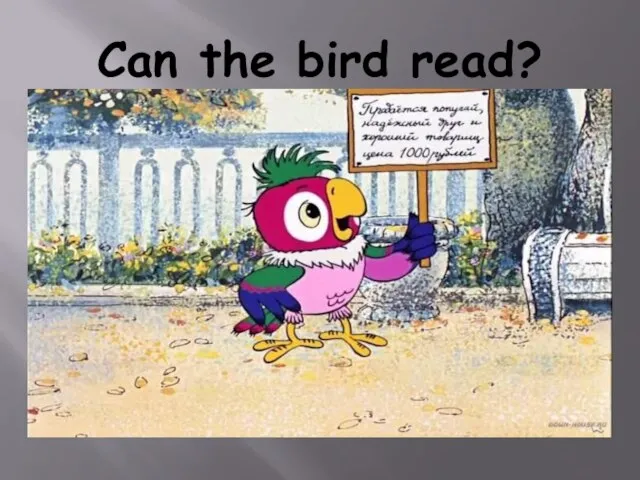 Can the bird read?