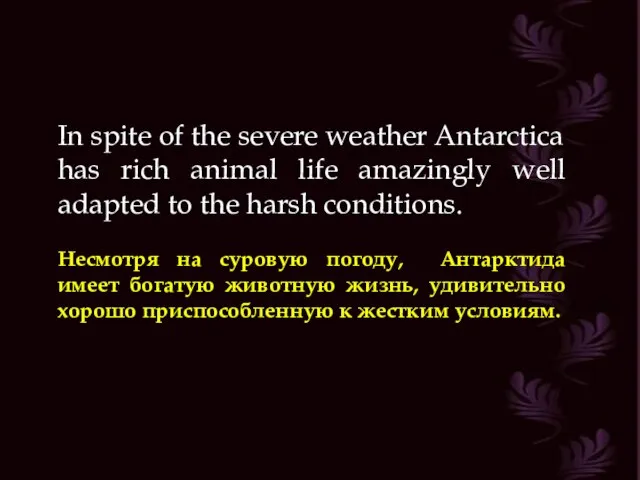 In spite of the severe weather Antarctica has rich animal life amazingly