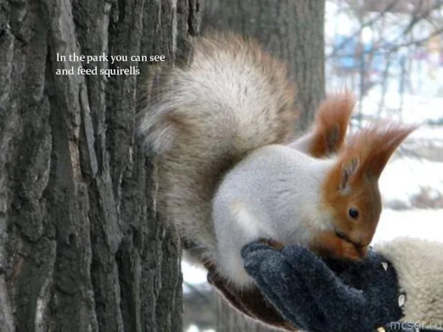 In the park you can see and feed squirells