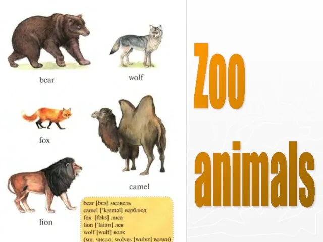 Zoo animals