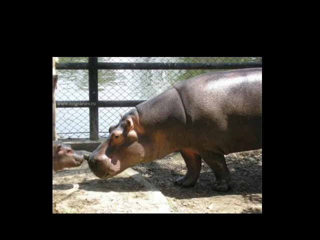 A hippo