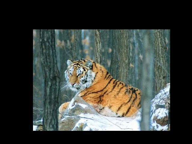 A tiger