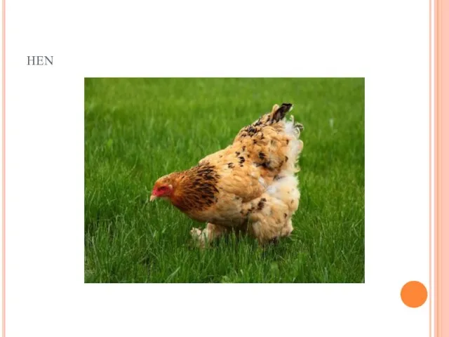 hen