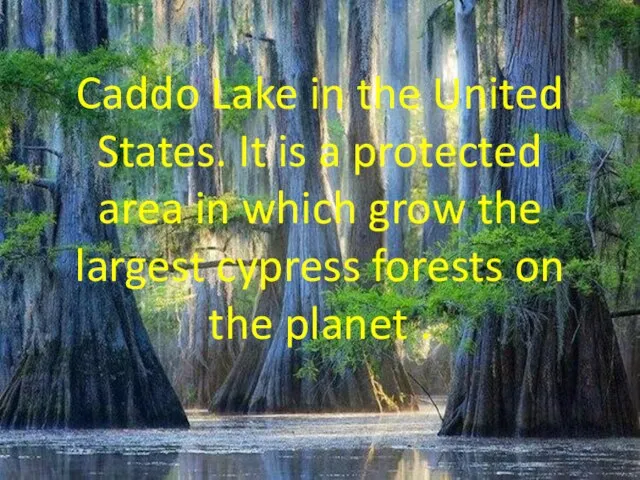 Caddo Lake in the United States. It is a protected area in