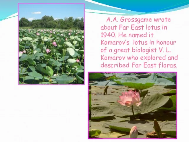 A.A. Grossgame wrote about Far East lotus in 1940. He named it