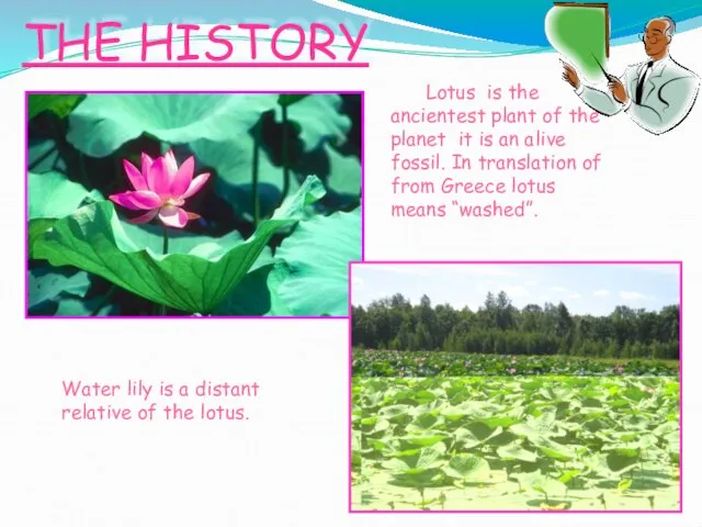 THE HISTORY Water lily is a distant relative of the lotus. Lotus