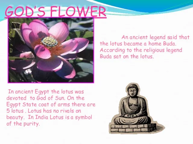 GOD’S FLOWER An ancient legend said that the lotus became a home