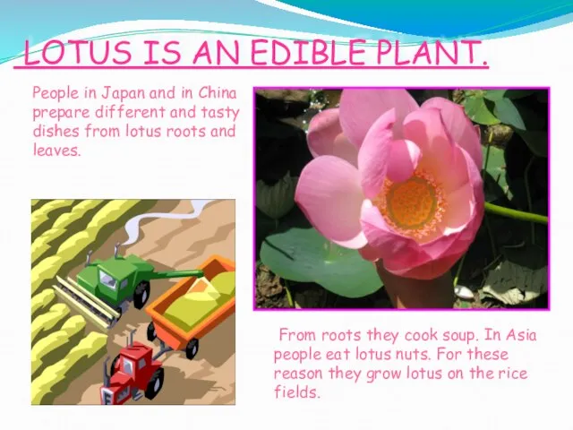 LOTUS IS AN EDIBLE PLANT. From roots they cook soup. In Asia