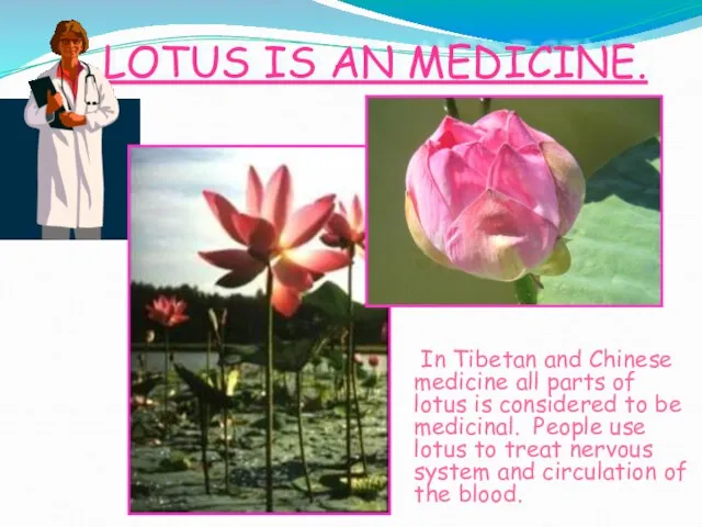LOTUS IS AN MEDICINE. In Tibetan and Chinese medicine all parts of