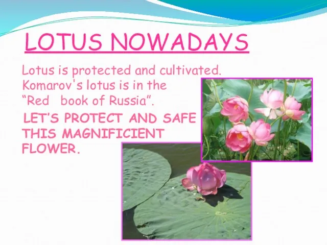 LOTUS NOWADAYS Lotus is protected and cultivated. Komarov's lotus is in the