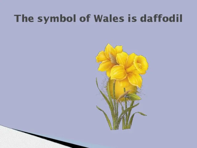 The symbol of Wales is daffodil