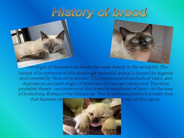 The origin of Siamese cats leaves the roots deeply in the antiquity.