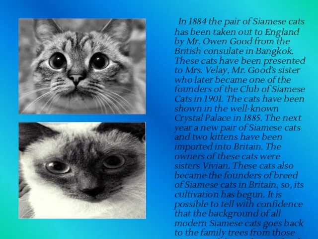 In 1884 the pair of Siamese cats has been taken out to