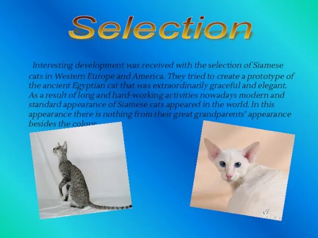 Interesting development was received with the selection of Siamese cats in Western