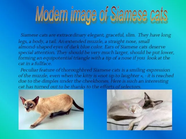 Siamese cats are extraordinary elegant, graceful, slim. They have long legs, a