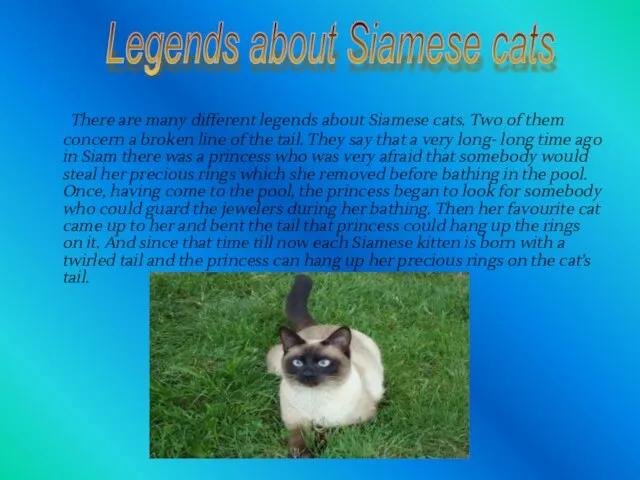 There are many different legends about Siamese cats. Two of them concern