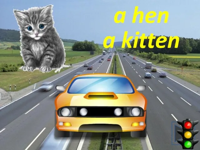 a hen a kitten