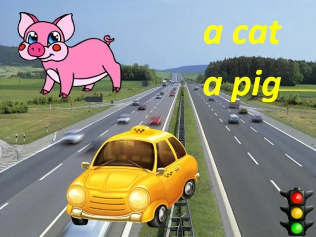 a pig a cat