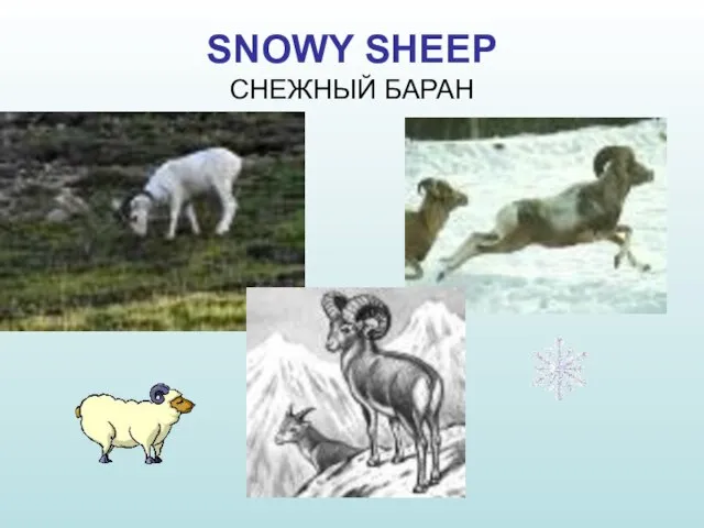 SNOWY SHEEP СНЕЖНЫЙ БАРАН