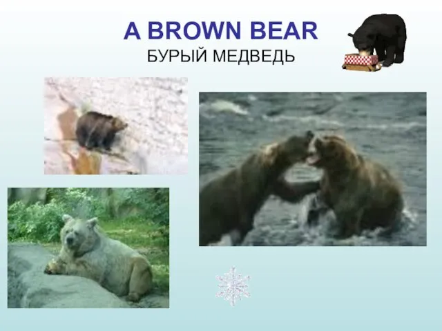 A BROWN BEAR БУРЫЙ МЕДВЕДЬ