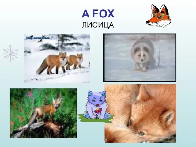 A FOX ЛИСИЦА