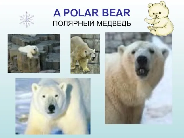 A POLAR BEAR ПОЛЯРНЫЙ МЕДВЕДЬ