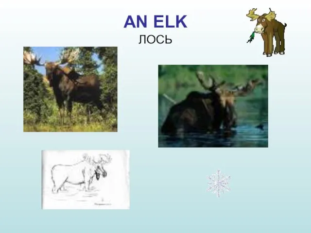 AN ELK ЛОСЬ