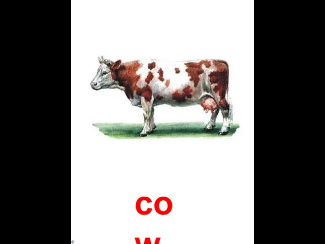 cow