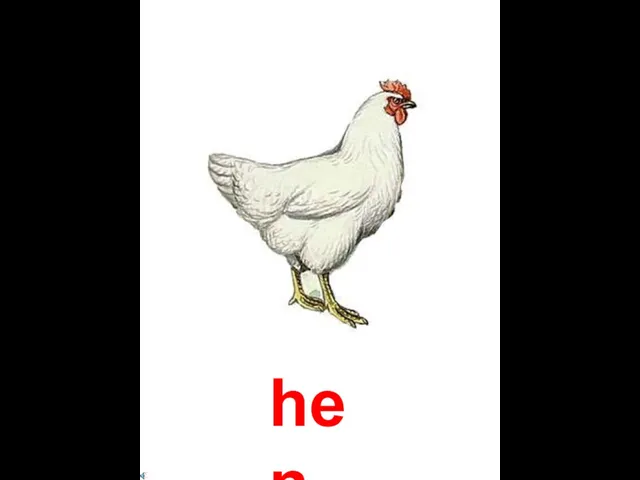 hen