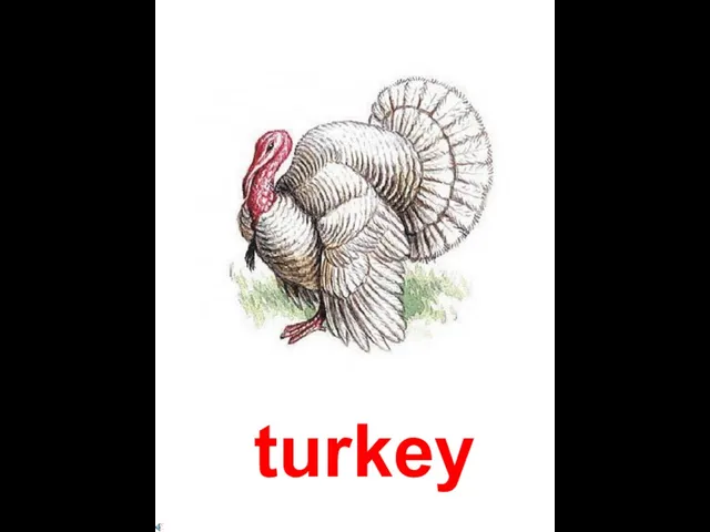 turkey
