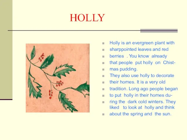 HOLLY Holly is an evergreen plant with sharppointed leaves and red berries