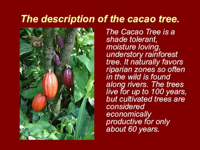 The description of the cacao tree. The Cacao Tree is a shade