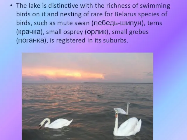 The lake is distinctive with the richness of swimming birds on it