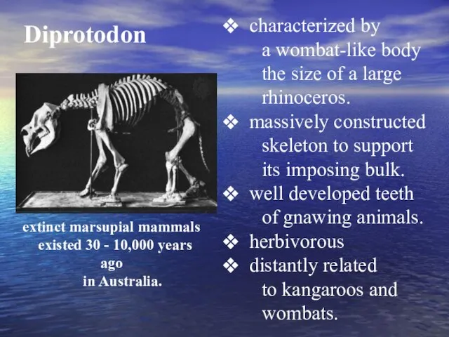 Diprotodon characterized by a wombat-like body the size of a large rhinoceros.